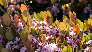 印度山楂粉红色的花加州美国裂头蚴春天新鲜的布鲁姆浪漫的植物大气精致的自然开花春天软颜色花园设计装饰花卉栽培